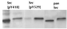 Western blot - Anti-Src (phospho Y529) antibody (AB4817)