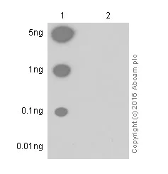 さいとページ Anti-Src (phospho Y529) antibody [Y232] (ab32078) | Abcam