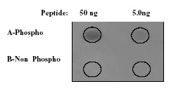 Dot Blot - Anti-Src (phospho Y529) antibody [Y232] (AB32078)