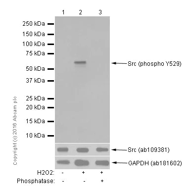 Western blot - Anti-Src (phospho Y529) antibody [Y232] (AB32078)