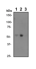Western blot - Anti-Src (phospho Y529) antibody [Y232] (AB32078)