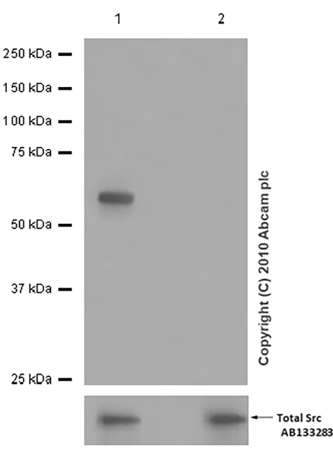 Western blot - Anti-Src (phospho Y529) antibody [Y232] (AB32078)