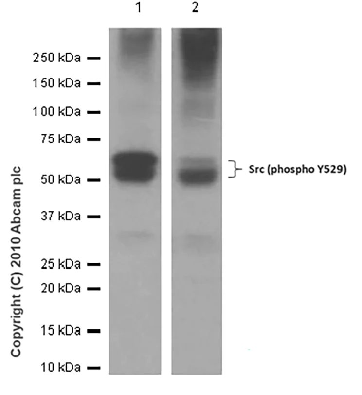 Western blot - Anti-Src (phospho Y529) antibody [Y232] (AB32078)