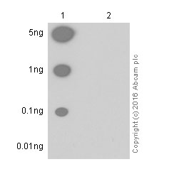Dot Blot - Anti-Src (phospho Y529) antibody [Y232] - BSA and Azide free (AB239801), expandable thumbnail