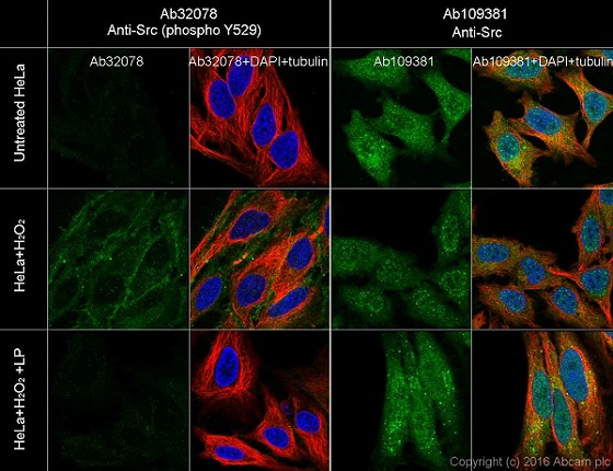 Immunocytochemistry/ Immunofluorescence - Anti-Src (phospho Y529) antibody [Y232] - BSA and Azide free (AB239801), expandable thumbnail