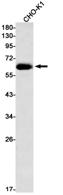 Western blot - Anti-Src (phospho Y530) Antibody [S03-8H8] (AB317421), expandable thumbnail