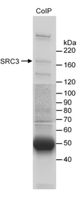 Immunoprecipitation - Anti-SRC3 antibody (AB10310)