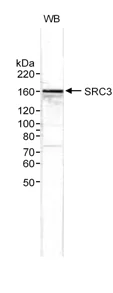 Western blot - Anti-SRC3 antibody (AB10310)