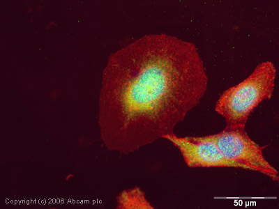 Immunocytochemistry/ Immunofluorescence - Anti-SRC3 antibody (AB2831)