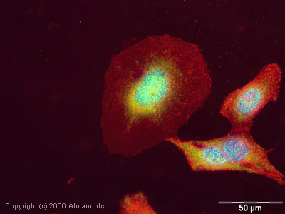 Immunocytochemistry/ Immunofluorescence - Anti-SRC3 antibody (AB2831)