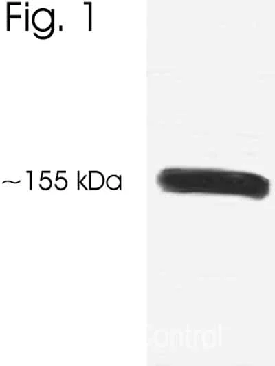 Western blot - Anti-SRC3 antibody (AB2831)