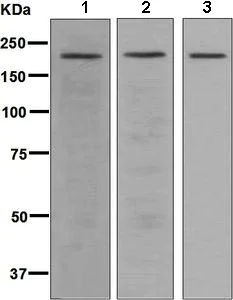 Western blot - Anti-SRC3 antibody [EPR4374(3)] (AB133611)