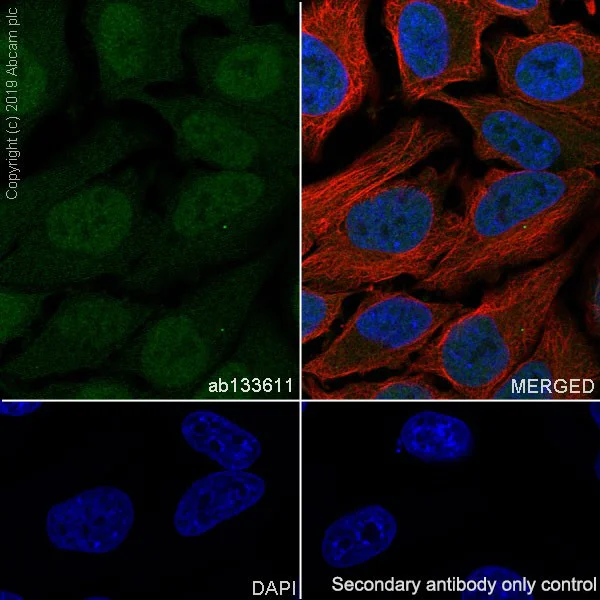 Immunocytochemistry/ Immunofluorescence - Anti-SRC3 antibody [EPR4374(3)] - BSA and Azide free (AB243600)