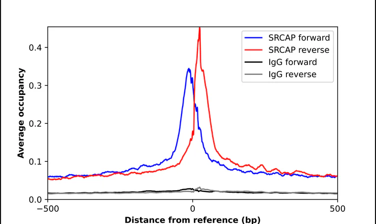 ChIP - Anti-SRCAP Antibody (AB327216)