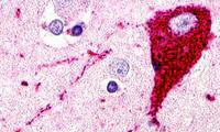 Immunohistochemistry (Formalin/PFA-fixed paraffin-embedded sections) - Anti-SREB3 antibody - N-terminal (AB188765)