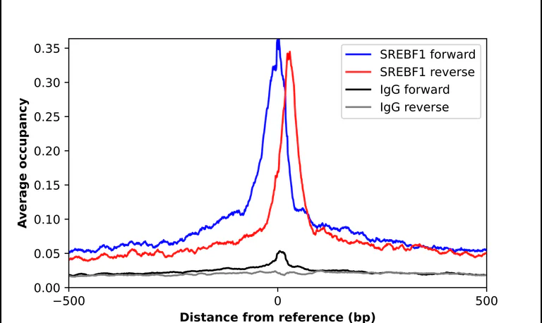 ChIP - Anti-SREBF1 Antibody (AB327227)