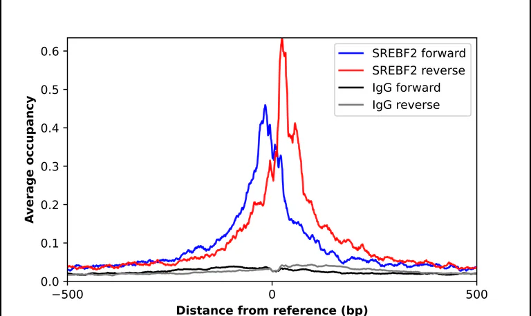 ChIP - Anti-SREBF2 Antibody (AB327222)