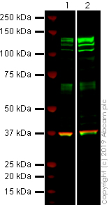 Western blot - Anti-SREBP1 antibody [2A4] (AB3259)