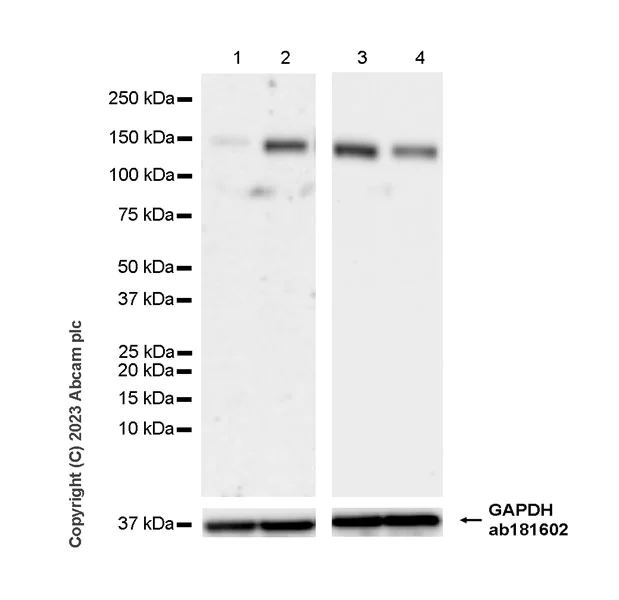 Western blot - Anti-SREBP1 antibody [EPR27079-194] - BSA and Azide free (AB313882)