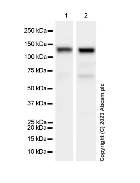 Western blot - Anti-SREBP1 antibody [EPR27079-194] - BSA and Azide free (AB313882)