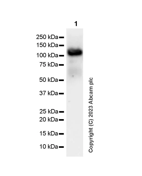 Western blot - Anti-SREBP1 antibody [EPR27079-194] - BSA and Azide free (AB313882)