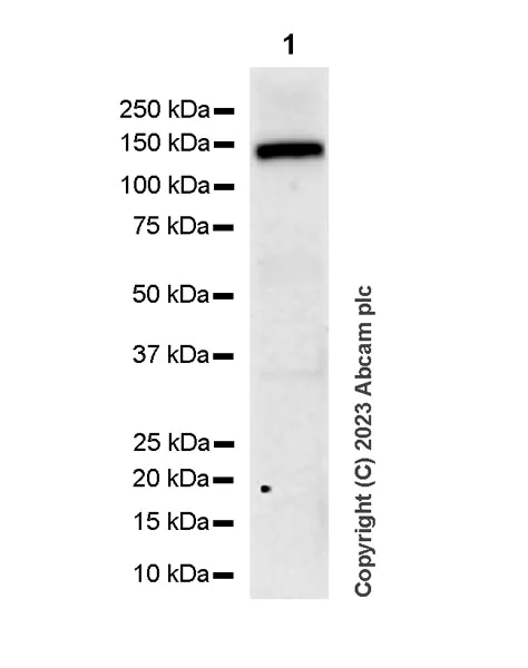 Western blot - Anti-SREBP1 antibody [EPR27079-194] - BSA and Azide free (AB313882)