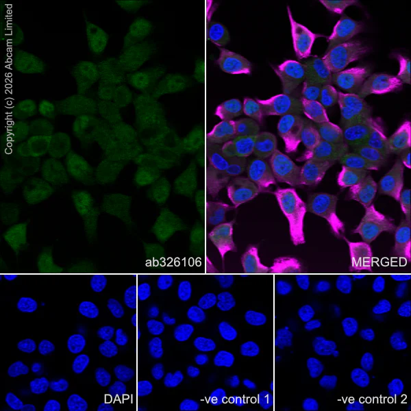 Immunocytochemistry/ Immunofluorescence - Anti-SREBP1 antibody [EPR30539-645] (AB326106)