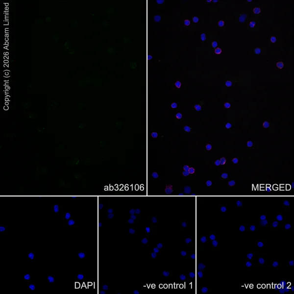 Immunocytochemistry/ Immunofluorescence - Anti-SREBP1 antibody [EPR30539-645] (AB326106)