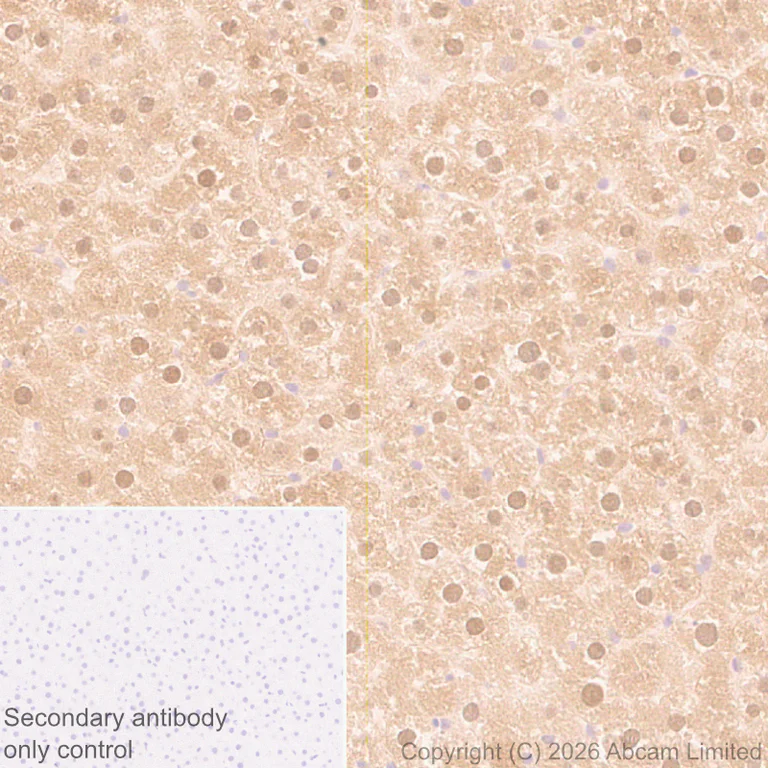 Immunohistochemistry (Formalin/PFA-fixed paraffin-embedded sections) - Anti-SREBP1 antibody [EPR30539-645] (AB326106)