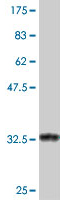 Western blot - Anti-SREBP2 antibody (AB194667), expandable thumbnail