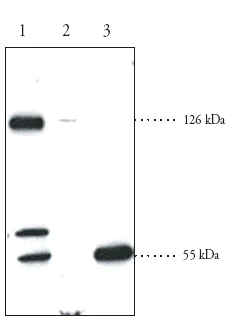 Western blot - Anti-SREBP2 antibody (AB30682)
