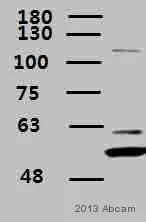 Western blot - Anti-SREBP2 antibody (AB30682)