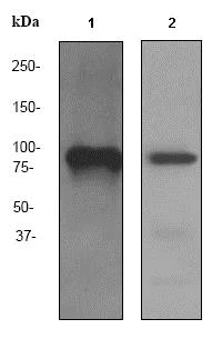 Western blot - Anti-SREC-I antibody [EPR3848] (AB92308)