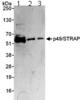 Western blot - Anti-SRFBP1 antibody (AB109598)