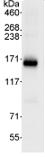 Immunoprecipitation - Anti-SRGAP1 antibody (AB76926), expandable thumbnail