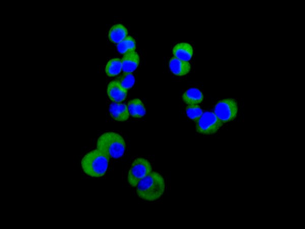Immunocytochemistry/ Immunofluorescence - Anti-SRGAP1 antibody [EPR8760(2)] (AB171938), expandable thumbnail