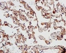 Immunohistochemistry (Formalin/PFA-fixed paraffin-embedded sections) - Anti-SRGAP1 antibody [EPR8760(2)] - BSA and Azide free (AB249658)