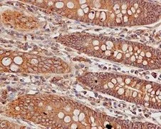 Immunohistochemistry (Formalin/PFA-fixed paraffin-embedded sections) - Anti-SRGAP1 antibody [EPR8760(2)] - BSA and Azide free (AB249658)
