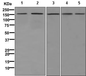 Western blot - Anti-SRGAP1 antibody [EPR8760(2)] - BSA and Azide free (AB249658)