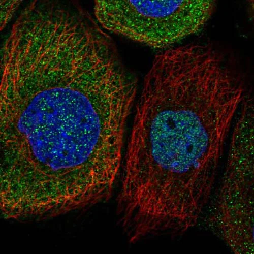 Immunocytochemistry/ Immunofluorescence - Anti-srGAP2 antibody (AB121977)