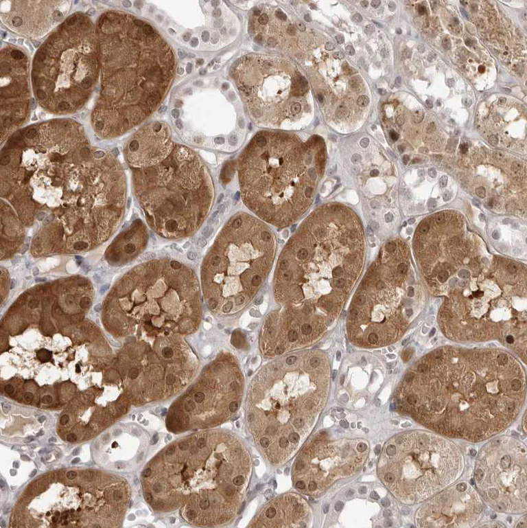 Immunohistochemistry (Formalin/PFA-fixed paraffin-embedded sections) - Anti-srGAP2 antibody (AB121977)