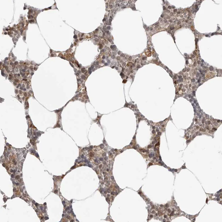 Immunohistochemistry (Formalin/PFA-fixed paraffin-embedded sections) - Anti-srGAP2 antibody (AB121977)