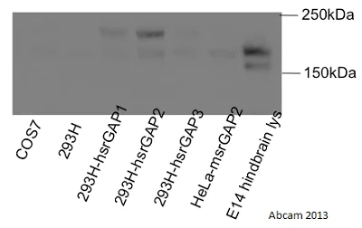Western blot - Anti-srGAP2 antibody (AB121977)
