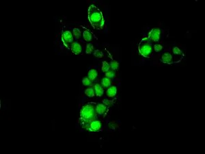 Immunocytochemistry/ Immunofluorescence - Anti-SRP19 antibody [EPR8378] - BSA and Azide free (AB248386)