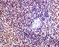 Immunohistochemistry (Formalin/PFA-fixed paraffin-embedded sections) - Anti-SRP19 antibody [EPR8378] - BSA and Azide free (AB248386)