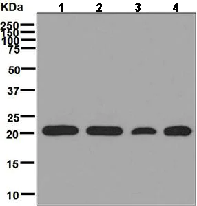 Western blot - Anti-SRP19 antibody [EPR8378] - BSA and Azide free (AB248386)