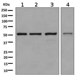Western blot - Anti-SRP54 antibody [EPR10850] - BSA and Azide free (AB249217)