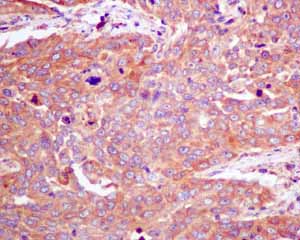 Immunohistochemistry (Formalin/PFA-fixed paraffin-embedded sections) - Anti-SRP54 antibody [EPR10851(B)] (ab154796), expandable thumbnail
