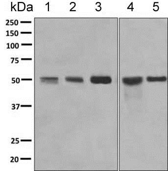Western blot - Anti-SRP54 antibody [EPR10851(B)] (AB154796), expandable thumbnail