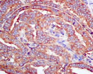 Immunohistochemistry (Formalin/PFA-fixed paraffin-embedded sections) - Anti-SRP54 antibody [EPR10851(B)] - BSA and Azide free (AB249104)